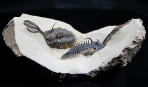 Show And Tell - Double Walliserops Trilobite Plate