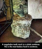 About that "Badass Megalodon Tooth" in a Whale Vertebra