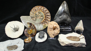 FossilEra FAQ