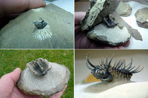 Trilobite Preparation Sequence - Spiny Koneprusia