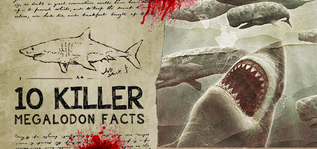 10 Killer Megalodon Shark Facts For Sale
