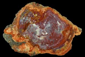 Arizona State Fossil - Petrified Wood (Araucarioxylon)