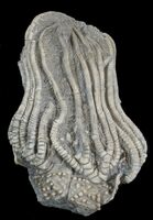 Indiana State Fossil - None, Crinoid (Elegantocrinus) Proposed