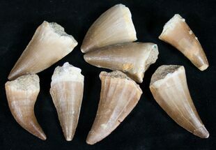Small Fossil Mosasaur Teeth (3/4" to 1 1/4")