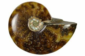 1 3/4 - 2 1/4" Polished Ammonite Fossils - Madagascar
