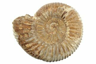 1 1/2" Polished Perisphinctes Ammonite Fossils - Madagascar