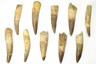 Clearance: 3" Fossil Spinosaurus Teeth - Repaired/Restored