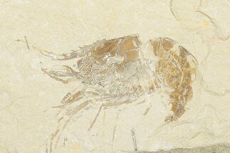 Cretaceous Fossil Shrimp - Lebanon (Back in Stock)