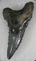 Sharp Upper Anterior Hemipristis Shark Tooth - South Carolina #24292