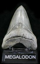 Lower Megalodon Tooth - Morgan River #24388