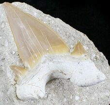 Nice Otodus Shark Tooth Fossil In Rock - Eocene #24894