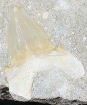 Otodus Shark Tooth Fossil In Rock - Cyber Monday Deal! #24933