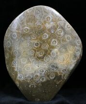 Free-Standing Polished Fossil Coral Display #25734