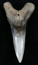 Huge Anterior Hemipristis Serra Tooth - Maryland #26729