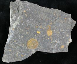 Edrioasteroid (Spinadiscus) & Carpoid (Dendrocystites) Fossils #28051