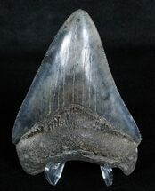 Glossy, Black Megalodon Tooth - #3701