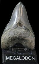 Big, Beautiful Lower Megalodon Tooth - Georgia #30369