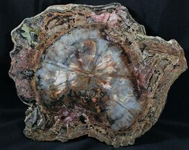 Unique Petrified Wood (Araucaria) Slab - Arizona #31514