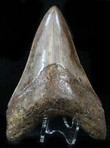 Megalodon Tooth - St Mary's River, Georgia #32850