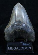 Huge Inch Megalodon Tooth - Sharp #3913