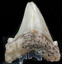 Giant, Angustidens Tooth - Megalodon Ancestor #32966