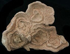 Flower-Like Sandstone Concretion - Pseudo Stromatolite #34197