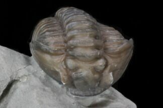 Curled Flexicalymene Trilobite From Ohio #35133