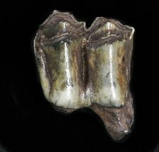 Pleistocene Camel Tooth - Florida #35399