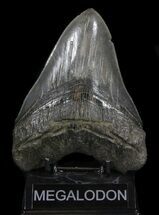 Huge, Serrated Megalodon Tooth - South Carolina #35953