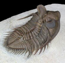 Top Quality Tower Eyed Erbenochile Trilobite #39090
