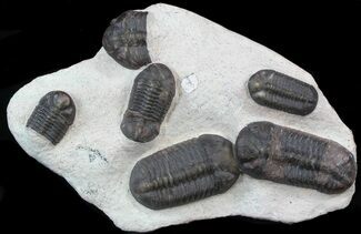 Multiple Struveaspis Trilobite Plate - Jorf, Morocco #39465