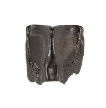 fossil 4003