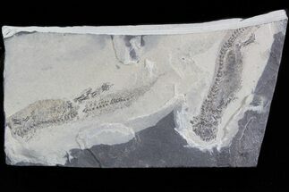 Permian Branchiosaur (Amphibian) Fossil - Very Nice #42794