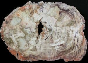 Colorful Petrified Wood (Araucaria) Slab - Arizona #41341