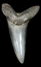 Fossil Shortfin Mako Shark Tooth #45958