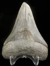 Grey, Fossil Megalodon Tooth - Georgia #46606