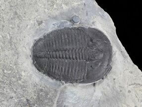 Elrathia Trilobite Fossil In Shale - Utah #47096