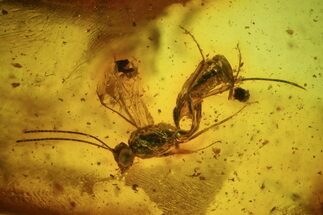 Detailed Fossil Parasitic Wasp In Baltic Amber #48062