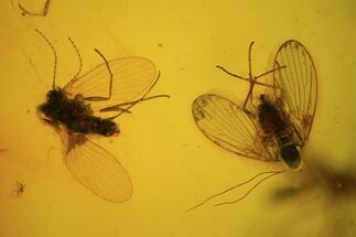 Fossil Moth Flies & Flies In Baltic Amber #48222