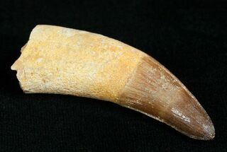 Huge, Rooted Dyrosaurus Tooth - Morocco #4557