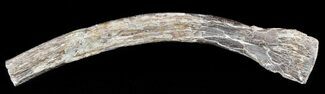 Mosasaur (Platecarpus) Rib Section With Shark Tooth Mark #49336