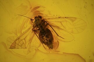 Fossil Booklice (Psocoptera) In Baltic Amber #50617