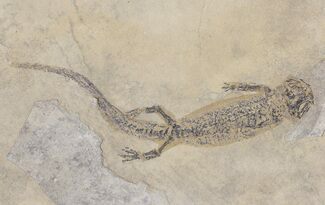 Permian Branchiosaur (Amphibian) Fossil - Germany #50719