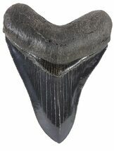 Serrated, Fossil Megalodon Tooth - Killer Specimen #56503