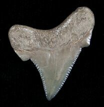 Pretty Little Chubutensis Tooth - Megalodon Ancestor #5148