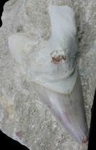 Huge, Otodus Shark Tooth In Rock - Partially Exposed #60196