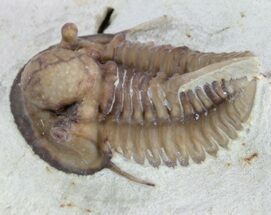 Scare Cyphaspis Trilobite - Large For Species #61691