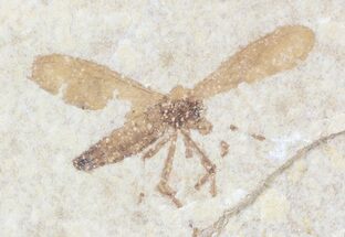 Fossil Insect - Green River Formation, Wyoming #62921