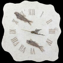 Tall Clock With Two Knightia Fish Fossils - Wyoming #64193