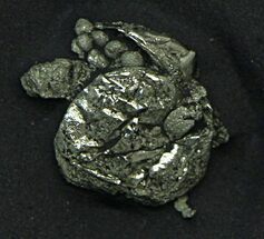 Pyritized Ostracod (Luprisca) With Preserved Embryos - New York #64816